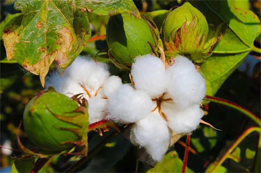 Monoammonium Phosphate02mjz