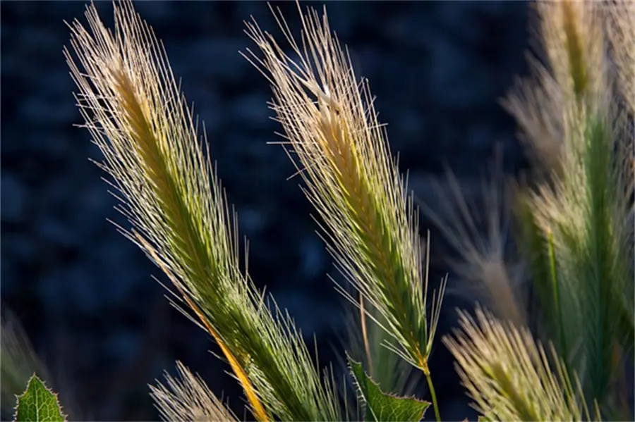 Diammonium Phosphate01krt