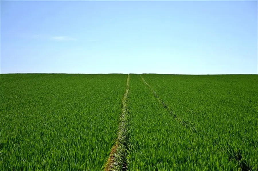 Trace Element Water Soluble Fertilizer02r7e