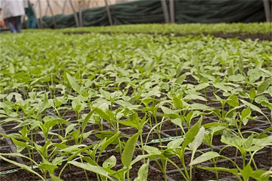 Water Soluble Fertilizer Containing Amino Acids03203